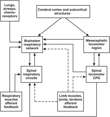 Modulation of Respiratory System by Limb Muscle Afferents in Intact and Injured Spinal Cord